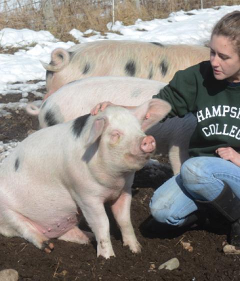 Hampshire College student April Nugent works with pigs on the Hampshire College Farm Center