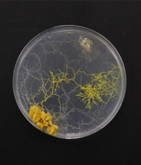 The plasmodial slime molds known as Physarum polycephalum, being studied at Hampshire College
