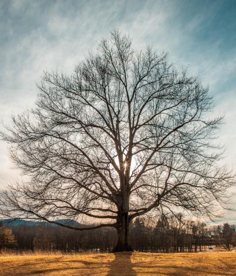 Tree in sun