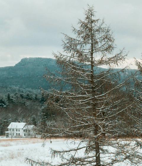 Snowy trees on campus