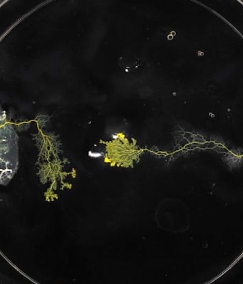 Slime-mold experiment photo by Raina Mendel