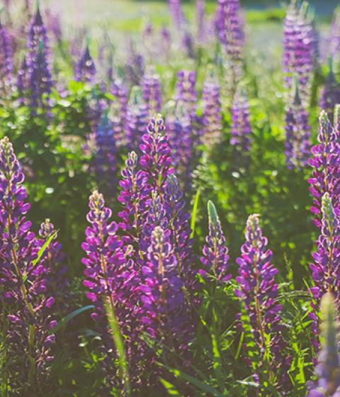 lupine in Maine