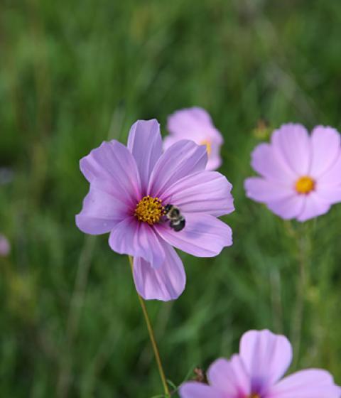 flower, hampshire college campus