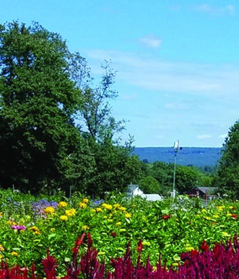 Hampshire College campus summer