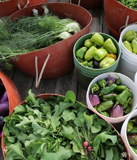 hampshire college farm