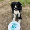 Black and white border collie/english shepherd mix holding a frisbee.