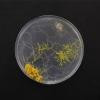 Slime Mold