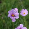 flower, hampshire college campus